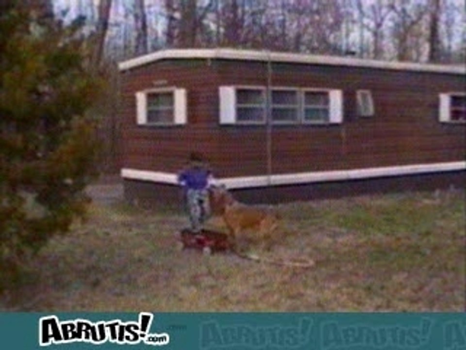 Compilation chiens chute drole