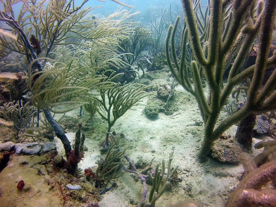 tobago,poisson scorpion