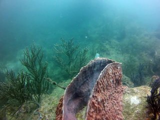 Tobago,poissons papillon