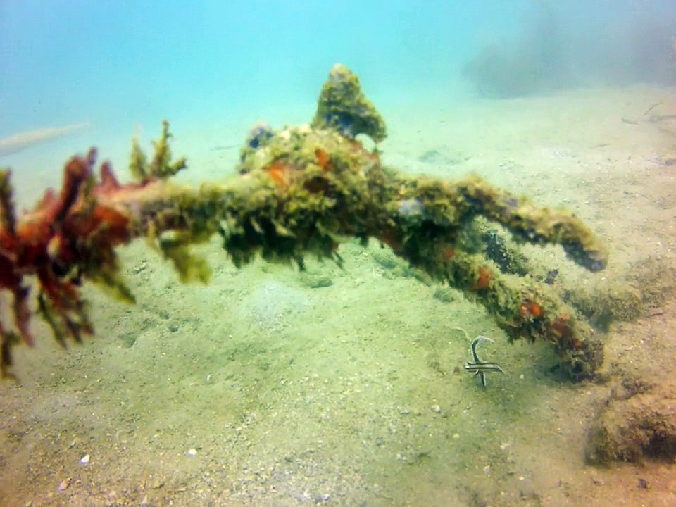 Tobago, chevalier ponctué