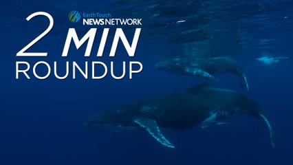 Miracle rhino birth, a win for wolves and death by DVD case