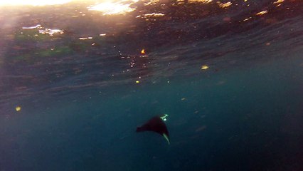 Tobago, Raie manta 3