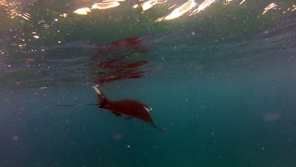 Tobago, Raie manta 5