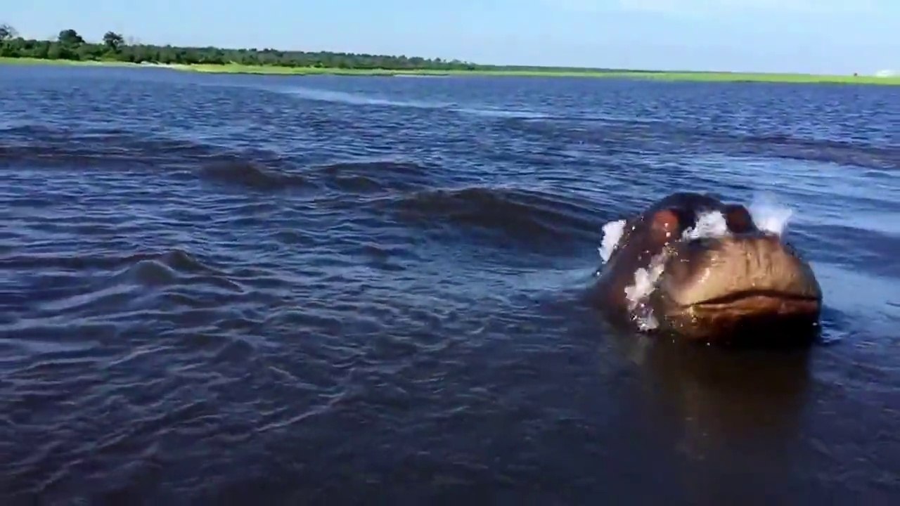 Hippo Charge on Chobe River Jan2015