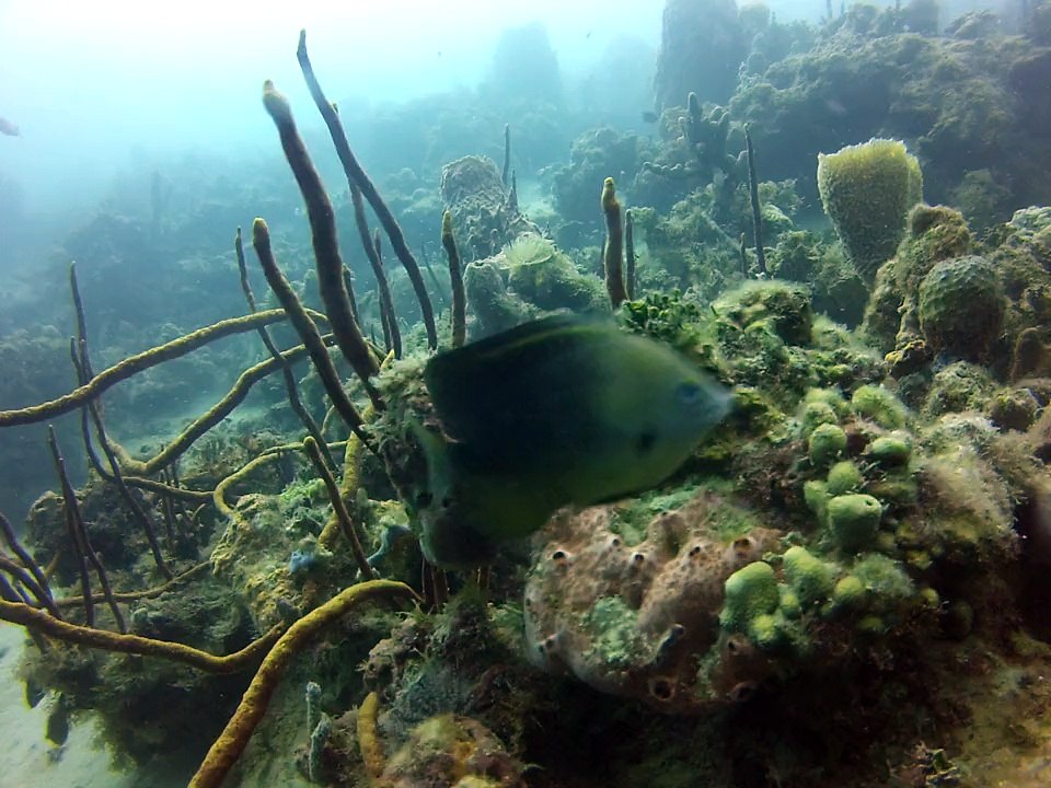 Martinique 2 ,pointe Borgnèse