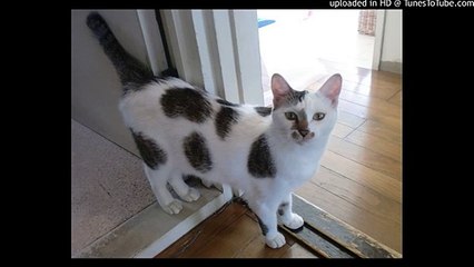 王者 侍ジャイアンツ/ロイヤルナイツ/梶原一騎/政岡一男/ピアノ 高橋丈太郎