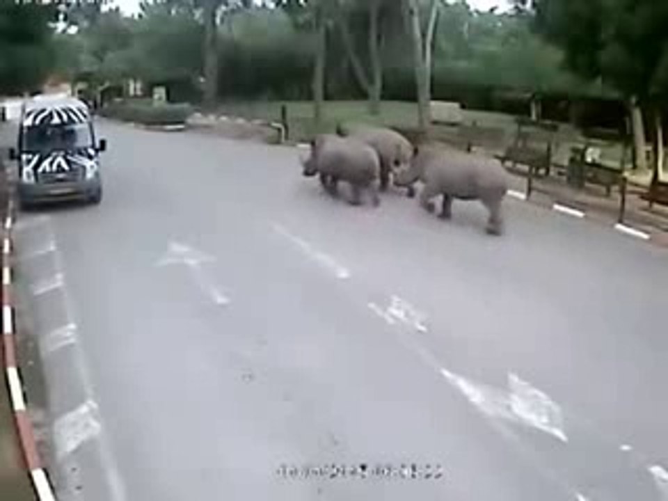 Rinocerontes escapan de zoologico