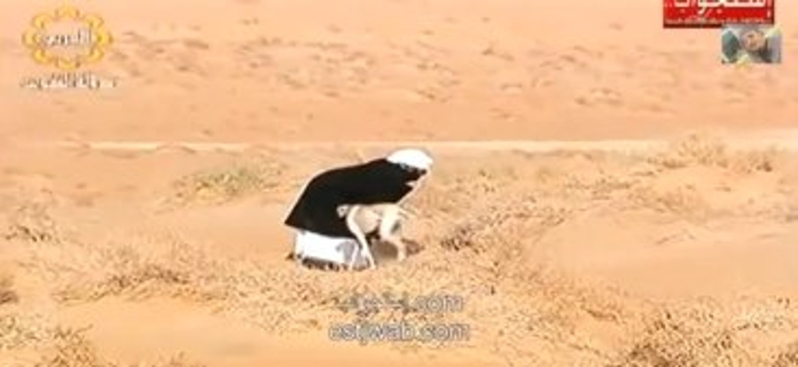 Arapların Tazı ve Şahinle Tavşan Avı