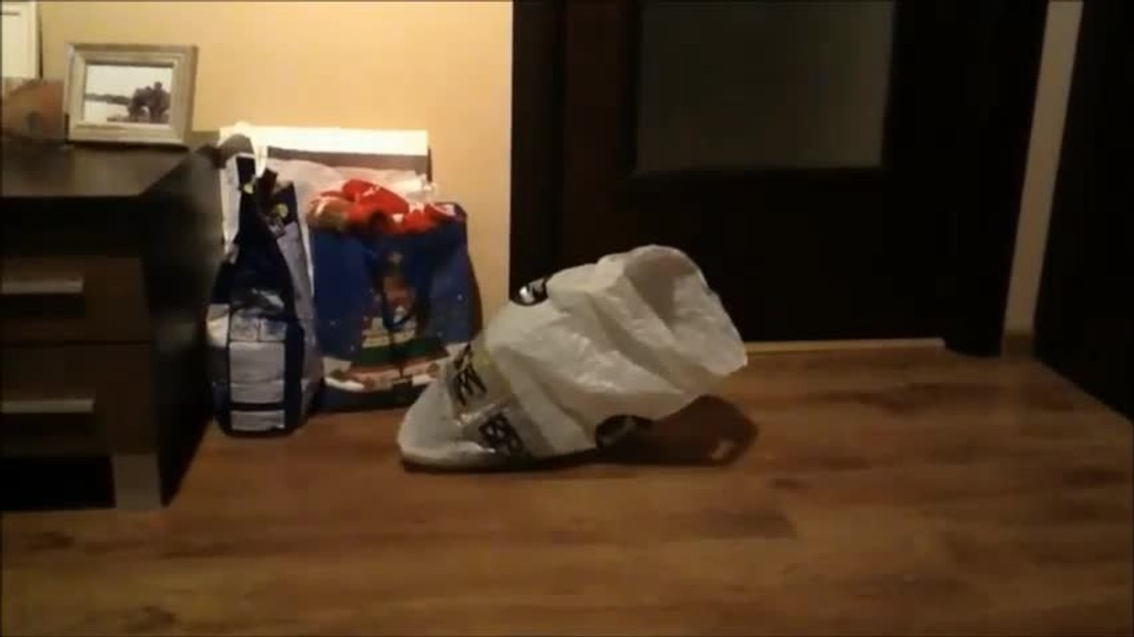 Kitten aggressively enjoys plastic bag
