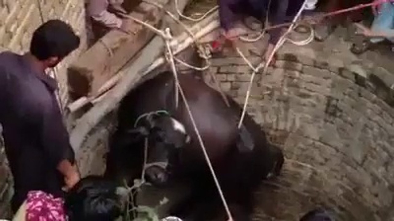 Buffalo Fell in a Well