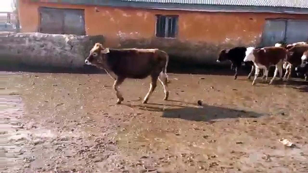 KARS HAYVAN SATIŞLARI - UYGUN FİYATLARA SATILIK SİMENTAL MONTOFON DİŞİ DANALAR