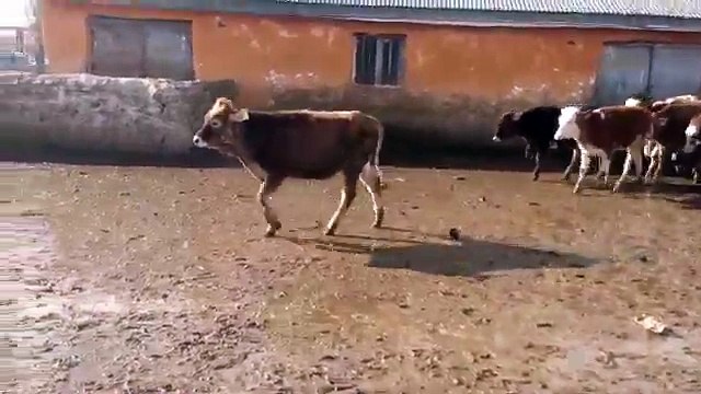 KARS HAYVAN SATIŞLARI - UYGUN FİYATLARA SATILIK SİMENTAL MONTOFON DİŞİ DANALAR