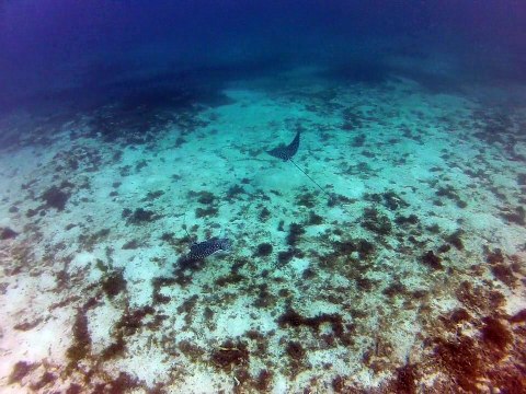 Petit-Terre,2014 raie aigle