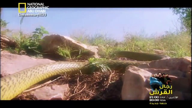 ‫وثائقي - مواجهات حتمية - أخطر الأفاعي HD