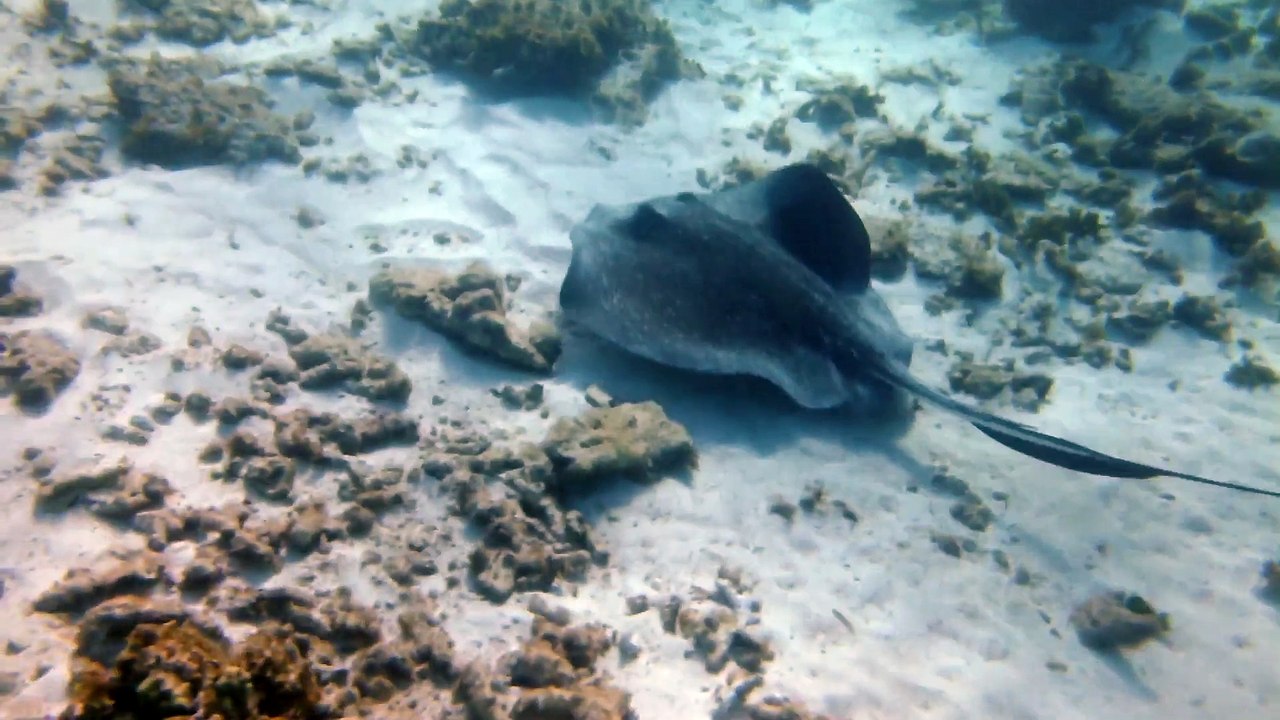 Petite-Terre  2014 raie pastenague