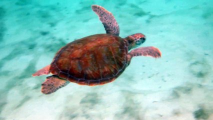 Petite-terre ,tortue 2014