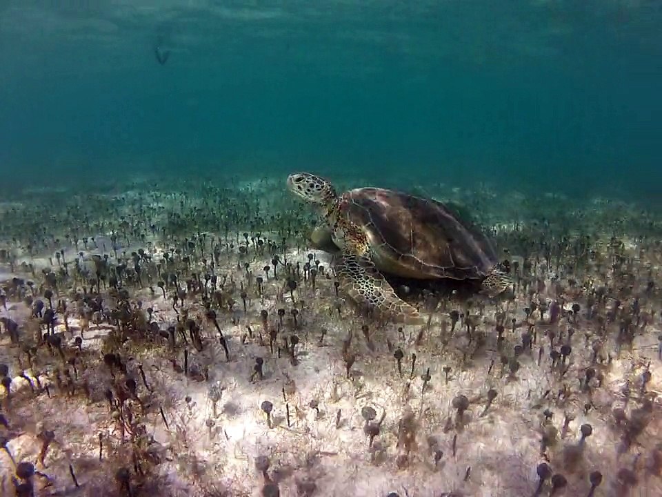 Petit-Terre,2014 Tortue