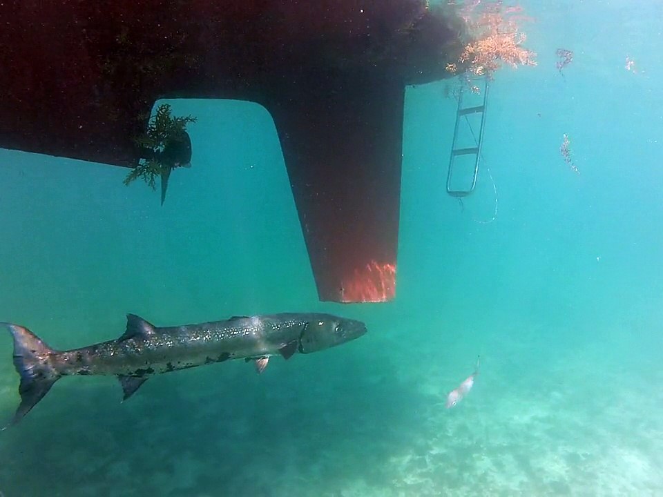 Petit-Terre,2014 barracuda2