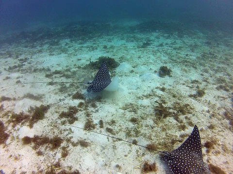 Petit-Terre,2014 raie aigle 2