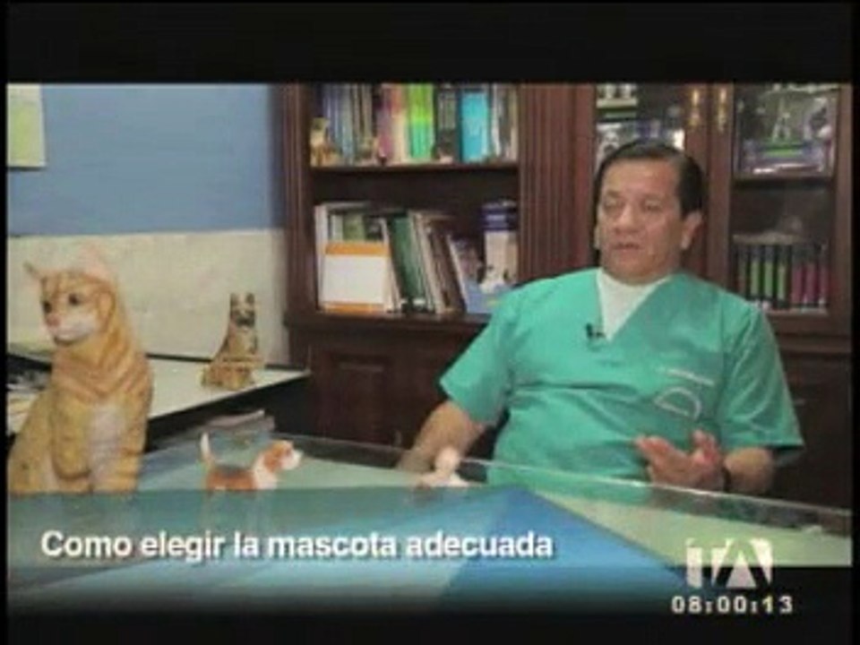 Consejos básicos antes de elegir una mascota pa...