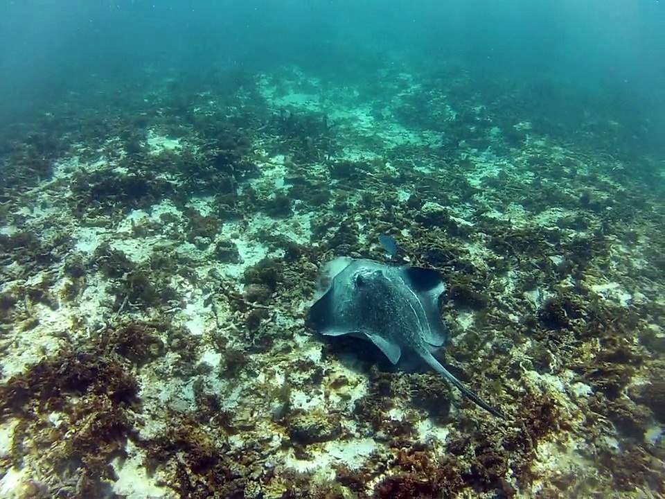 Petit-Terre,2014 raie pastenague