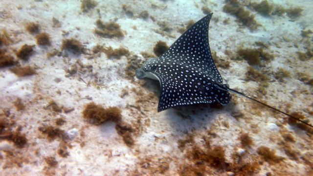 Petit-Terre,2014 raie aigle 3