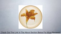 Noritake Colorwave Daylily Accent Plate, Terra Cotta Review