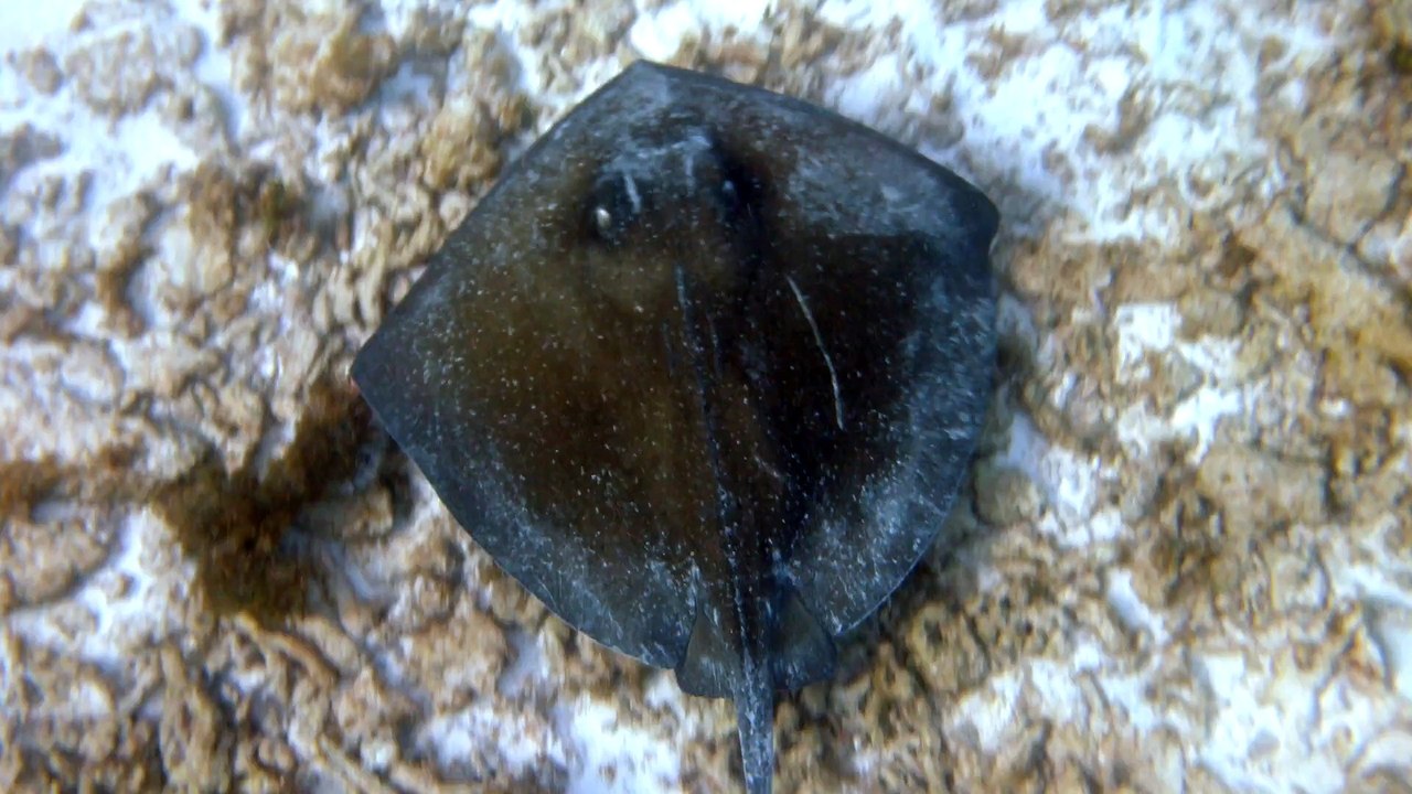 Petit-Terre,2014 raie pastenague 3