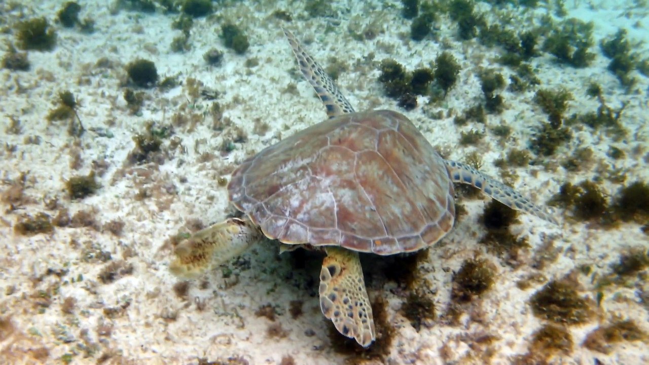 Petit-Terre,2014 tortue 4