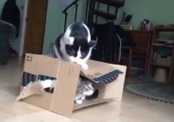 Two Cats Battle for Control of One Box