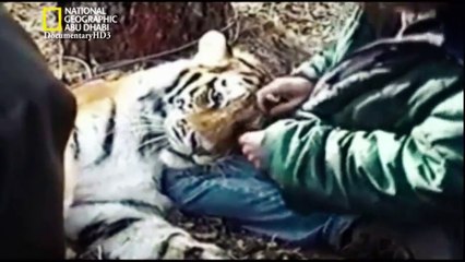 ‫وثائقي - نمر الثلج الأفغاني HD