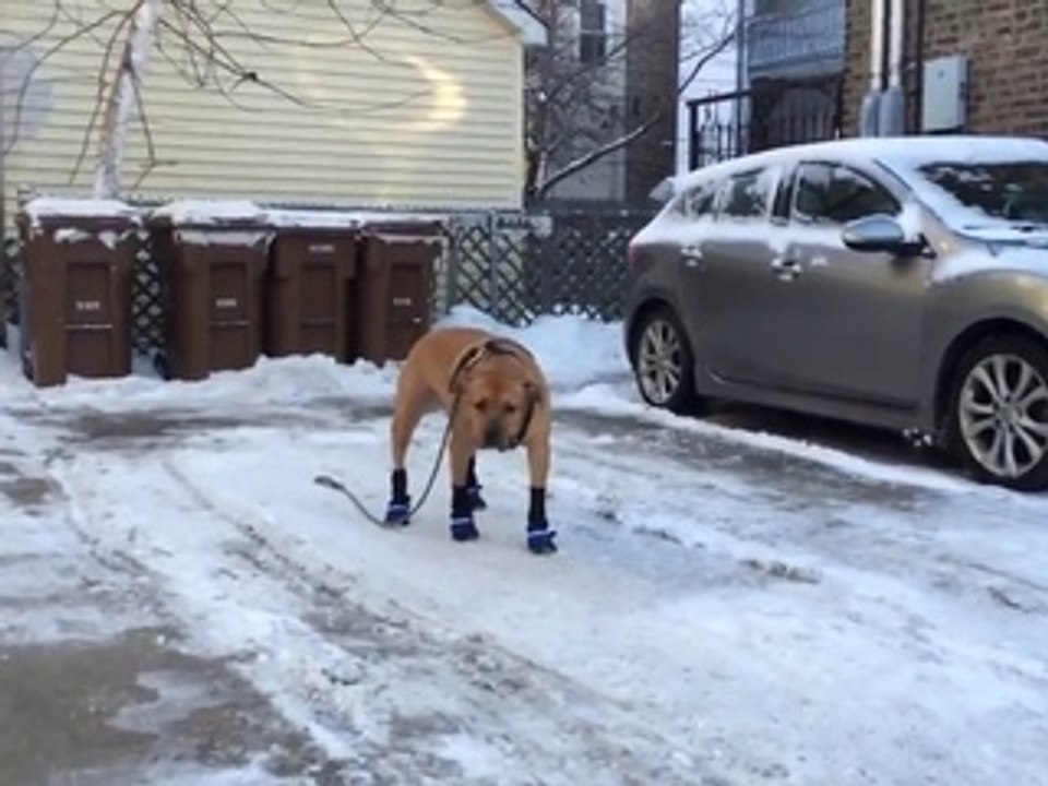Dog wearing boots for the first time video Dailymotion