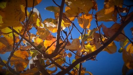 Piano music - "December Days" by Victoria M Music