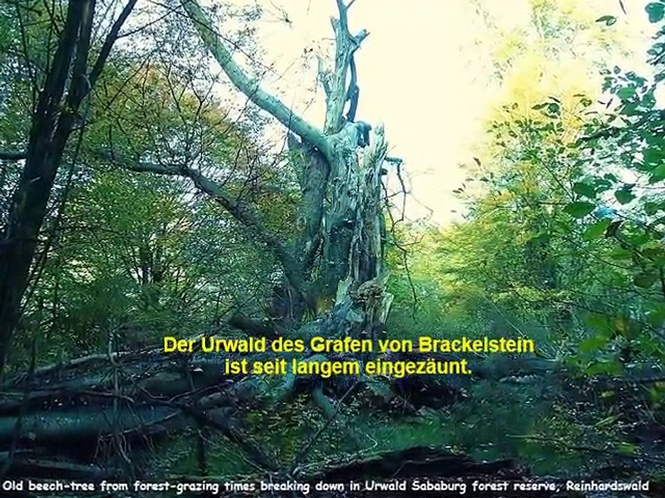 Im Brackelsteiner Urwald an Baum gefesselt · Kurze Lederhose von Diana, Jig und Quee 19