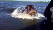 Hippo Charges a Tourist Boat During Safari in Botswana