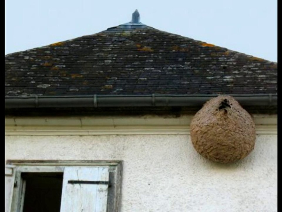 (partie 14) Yann présente : 2015 / FRELONS ASIATIQUES ET NIDS / DES CHOSES A SAVOIR