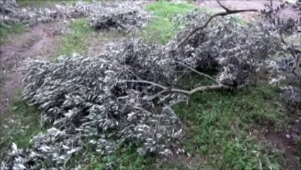 Kar Yağışının Zeytin Ağaçlarına Verdiği Zarar - Tzob Başkanı Bayraktar