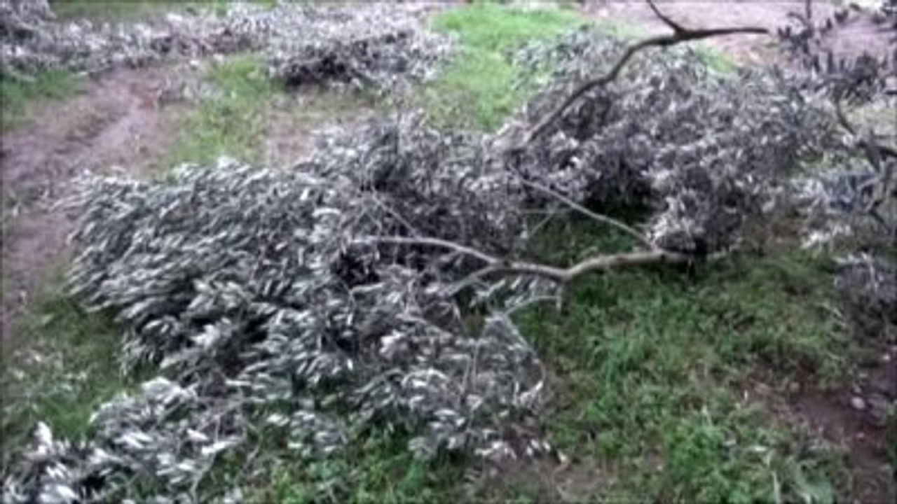Kar Yağışının Zeytin Ağaçlarına Verdiği Zarar - Tzob Başkanı Bayraktar
