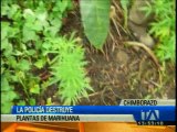 Plantación de marihuana en la provincia de Chimborazo