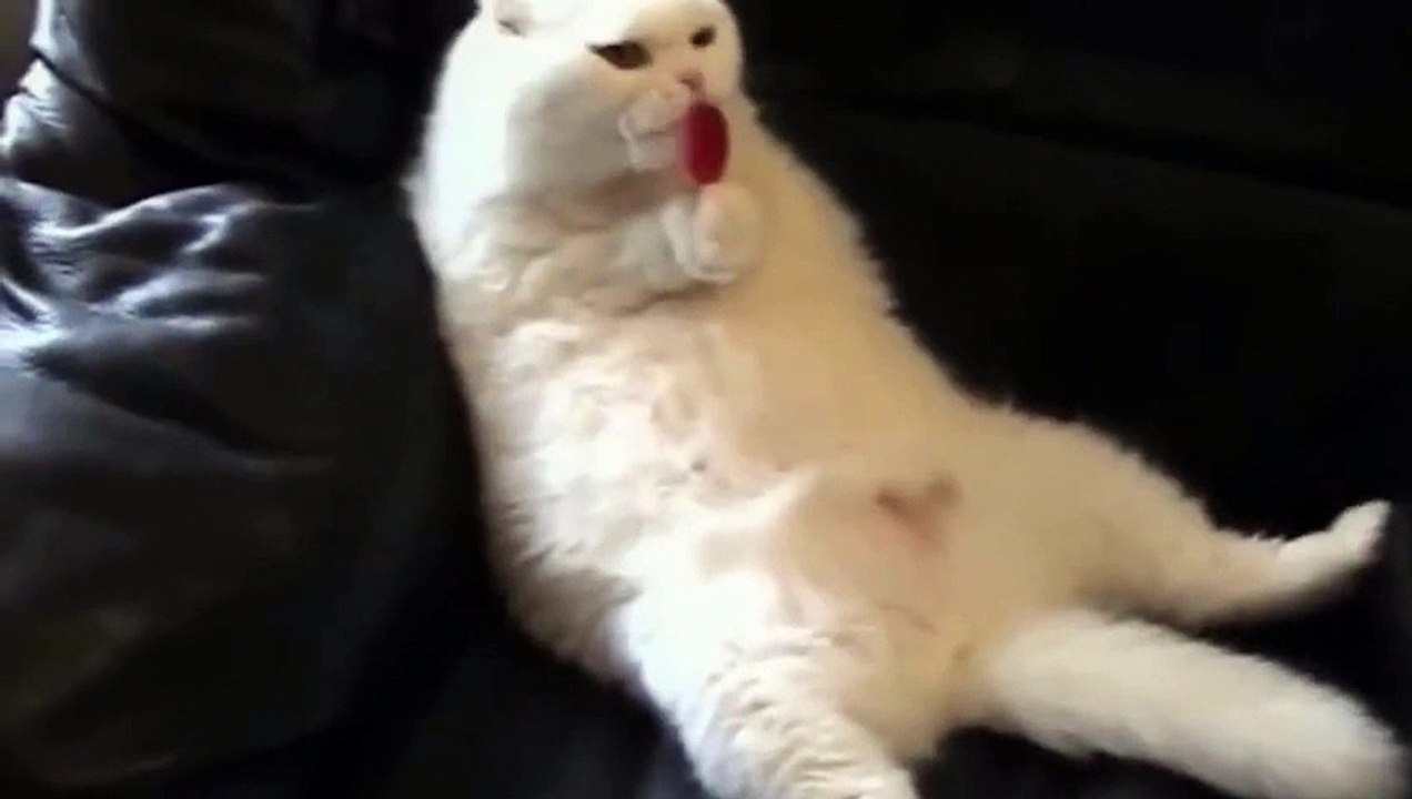 Koltuğa Yayılıp Lolipop Yalayan Sevimli Kedi..