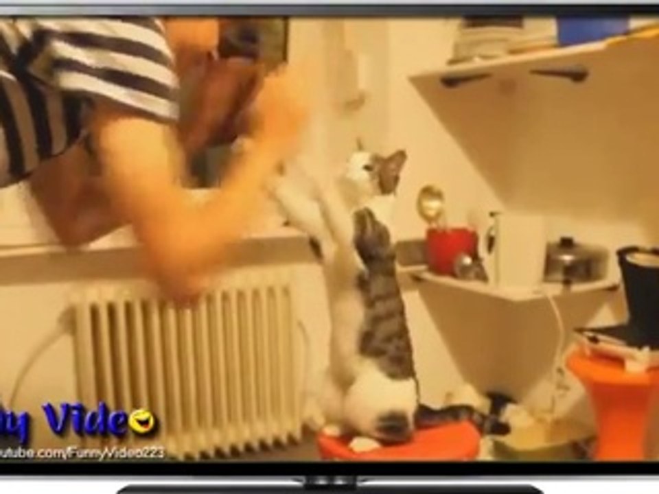 Funny Videos_ Funny Cats - Funny Animals - Funny Cat Videos
