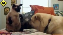 FUNNY VIDEOS_ Funny Cats vs Funny Dogs - Funny Animals