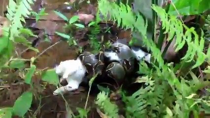 Boa Yılanının Ağzından Zavallı Kediyi Kurtaran Adam