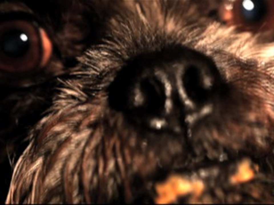 Panda Bear - You Can Count On Me