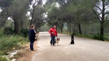 Dressage canin la ciotat 13,éducation canine, la ciotat,Travail de socialisation