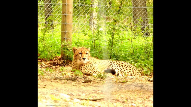 ©HD Safari de Peaugres P1voiturephotophoto-peinture AnciauxMartinecréateurdelaphoto-peinture artphotographer MondeTvWeb©