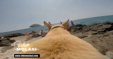 SIRTINDA KAMERA İLE KOŞAN KÖPEK