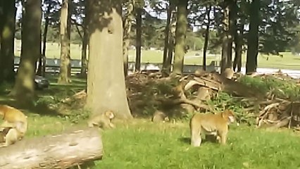 MONKEYS AT WOBURN SAFARI