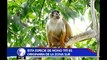Zooave es la única institución a nivel mundial dedicada la reproducción del mono tití