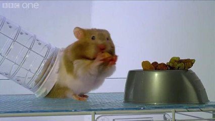 X-Ray Video Reveals Hamsters' Amazing Cheek-Stuffing Abilities